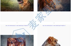 Anna Averianova Copyrigts