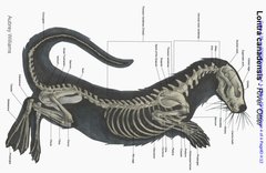 Aubrey Williams - Lontra Canadensis River Otter Skeletal Anatomy Copyright Cover