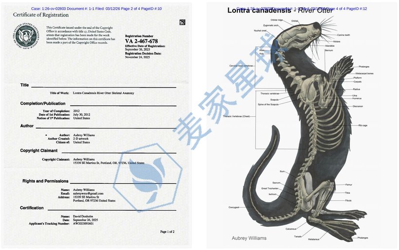 Aubrey Williams - Lontra Canadensis River Otter Skeletal Anatomy Copyright