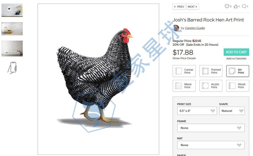 Barred Rock Hen Product