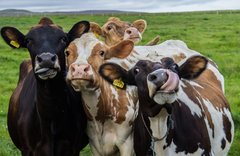 Birkir Eythor Asgeirsson four cows copyrights