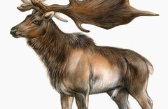 Irish Elk VA 2-468-201 cover