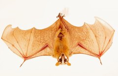 Joel Sartore copyright. - Bat