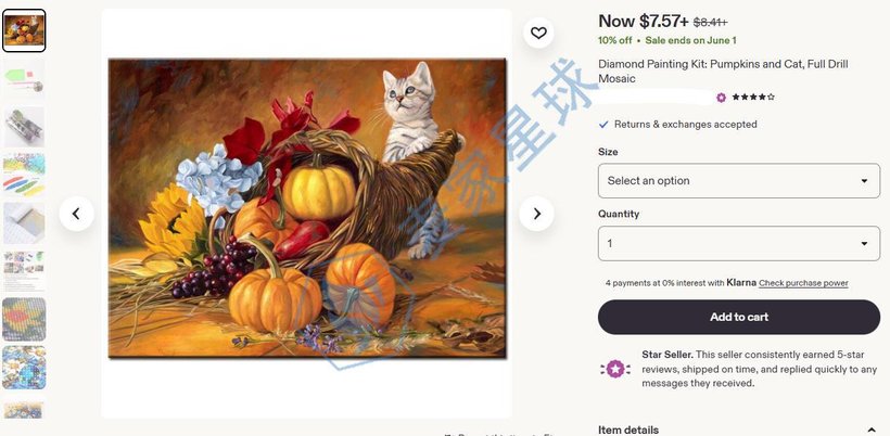 Lucie Bilodeau pumpkins and cat