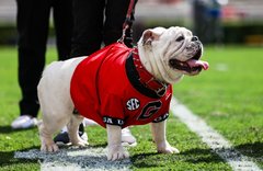 University of Georgia Athletic Association Inc. Bulldog