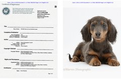 Warren Photographic Copyright